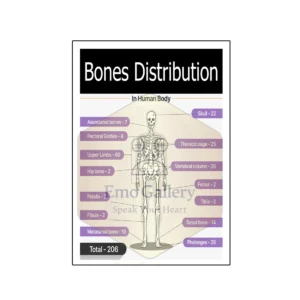 Bones distribution poster showing the human skeleton with labeled bone count and skeletal system structure for medical and educational use.