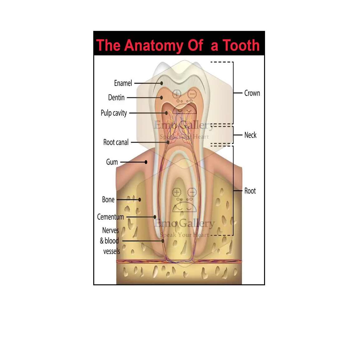 Tooth Anatomy Chart Poster Tooth Anatomy Chart Poster | Dental Educational Wall Poster